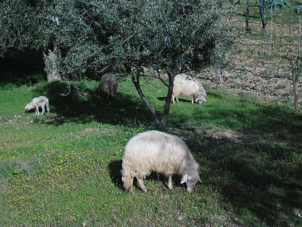 Poggio Petrella Vila Manciano Exterior foto